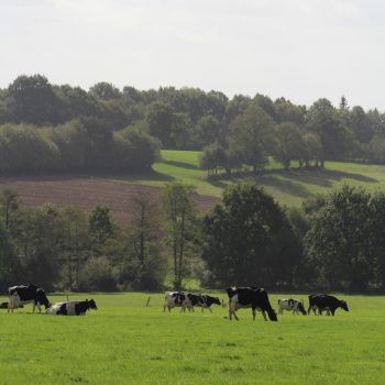 vaches au champ