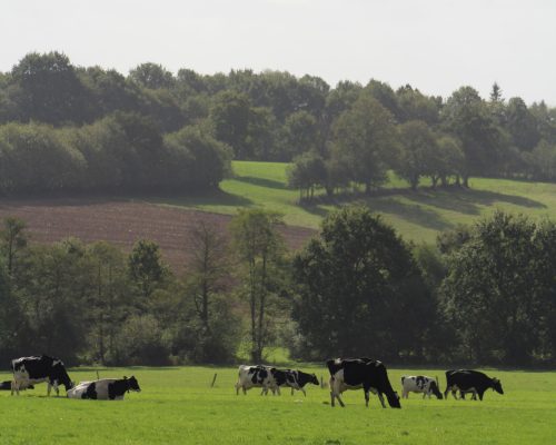 vaches au champ